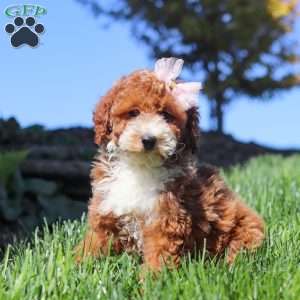 Hazel, Miniature Poodle Puppy
